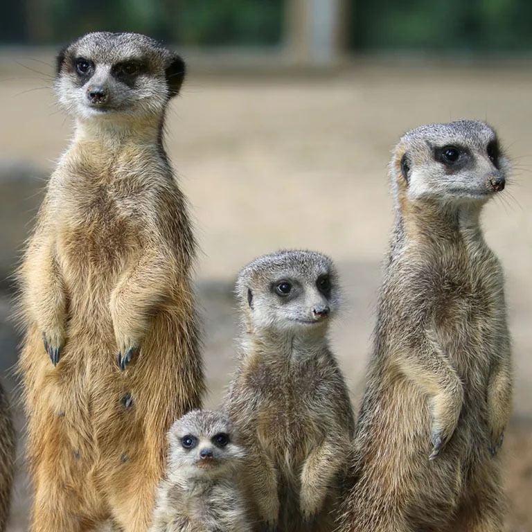 Famille de suricates et lémuriens présent au Zoo de Champrepus en Normandie.