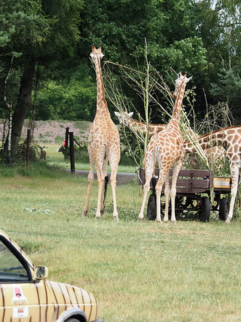Par Zoologique de Cerza et ses girafes en Normandies